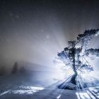 Nebelbaum & Sternenhimmel