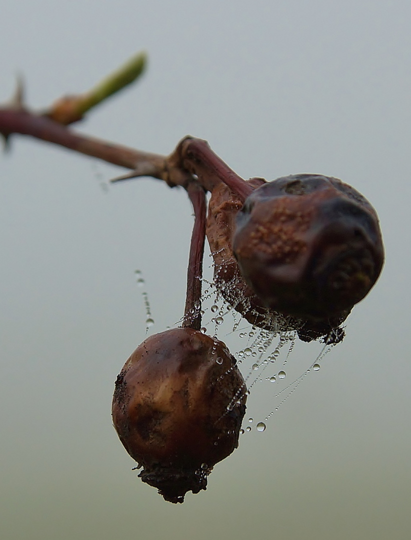 Nebelbeeren