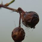 Nebelbeeren