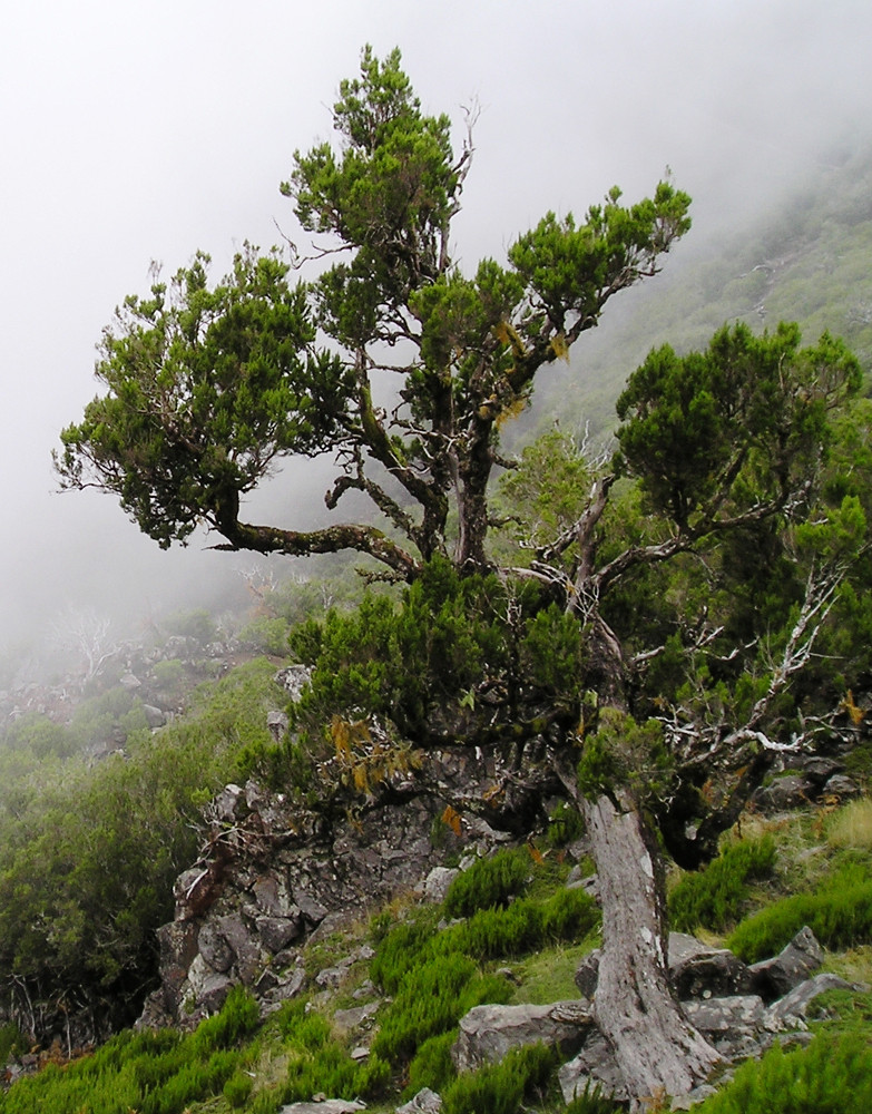 Nebelberge auf Madeira