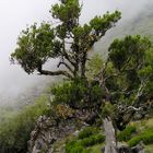 Nebelberge auf Madeira