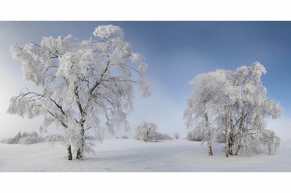 ~ Nebelbirken ~