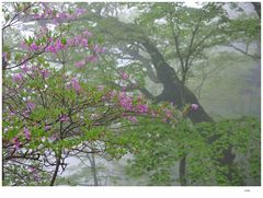 Nebelblüten