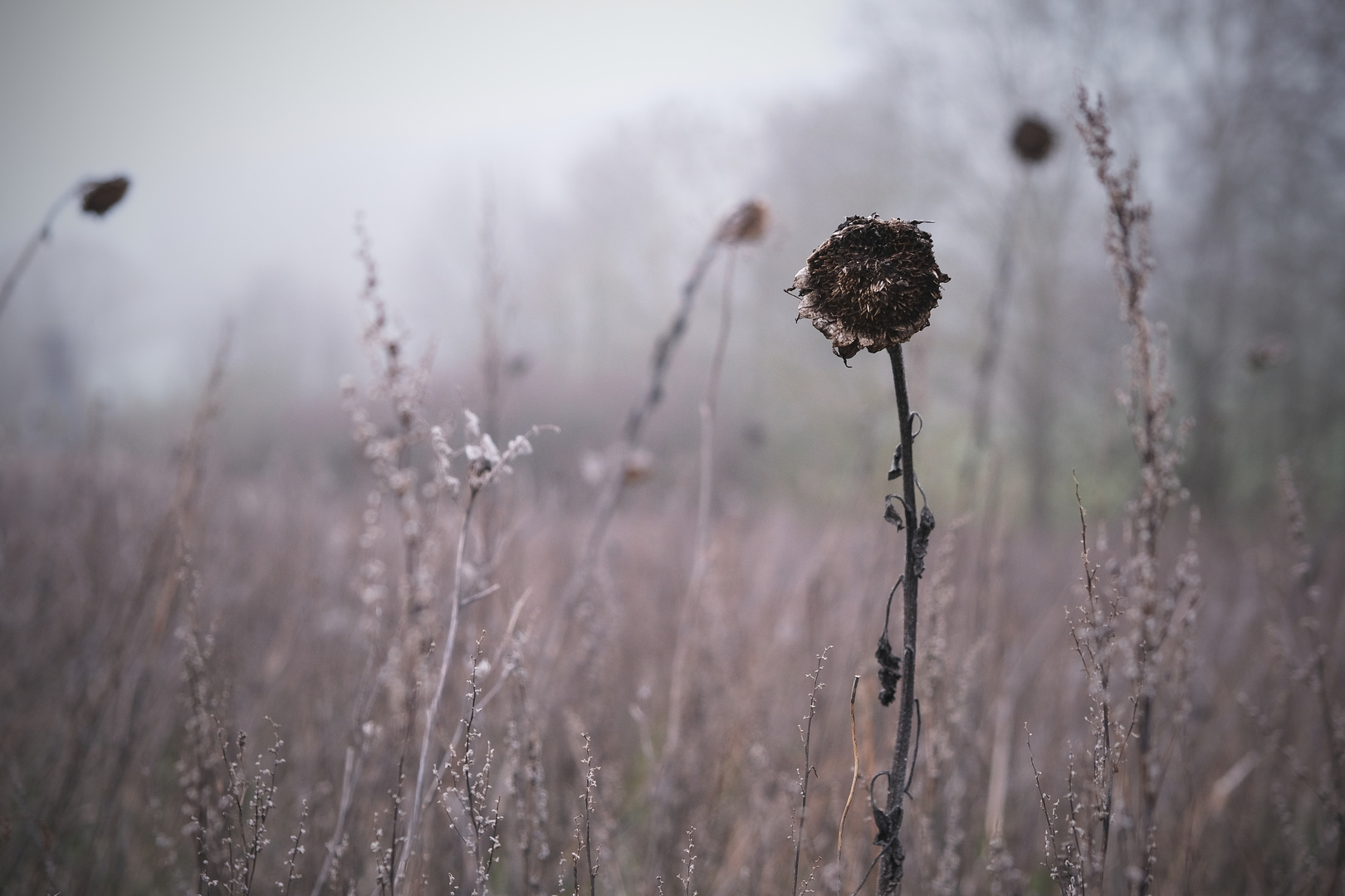 Nebelblume