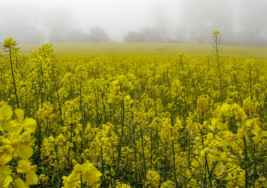 Nebelblumen