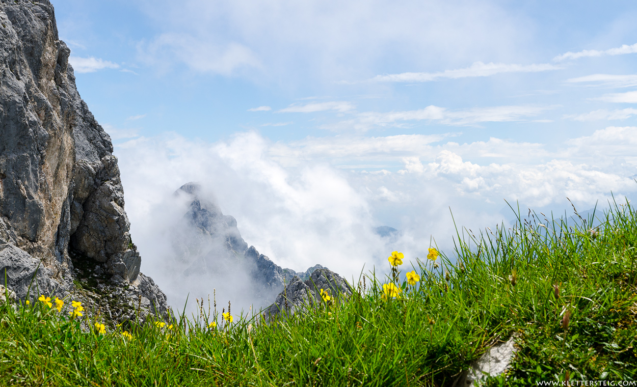 Nebelblumen