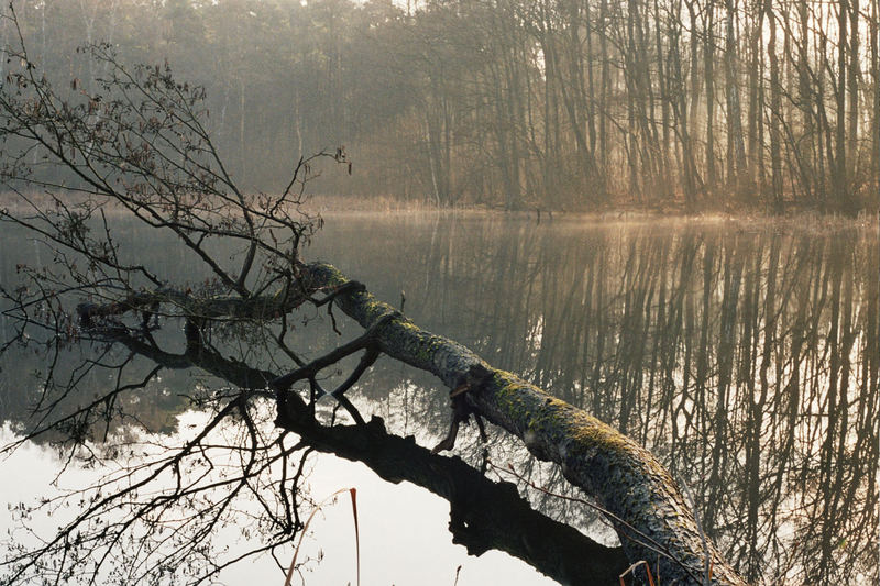 Nebeldurchzogene Stille