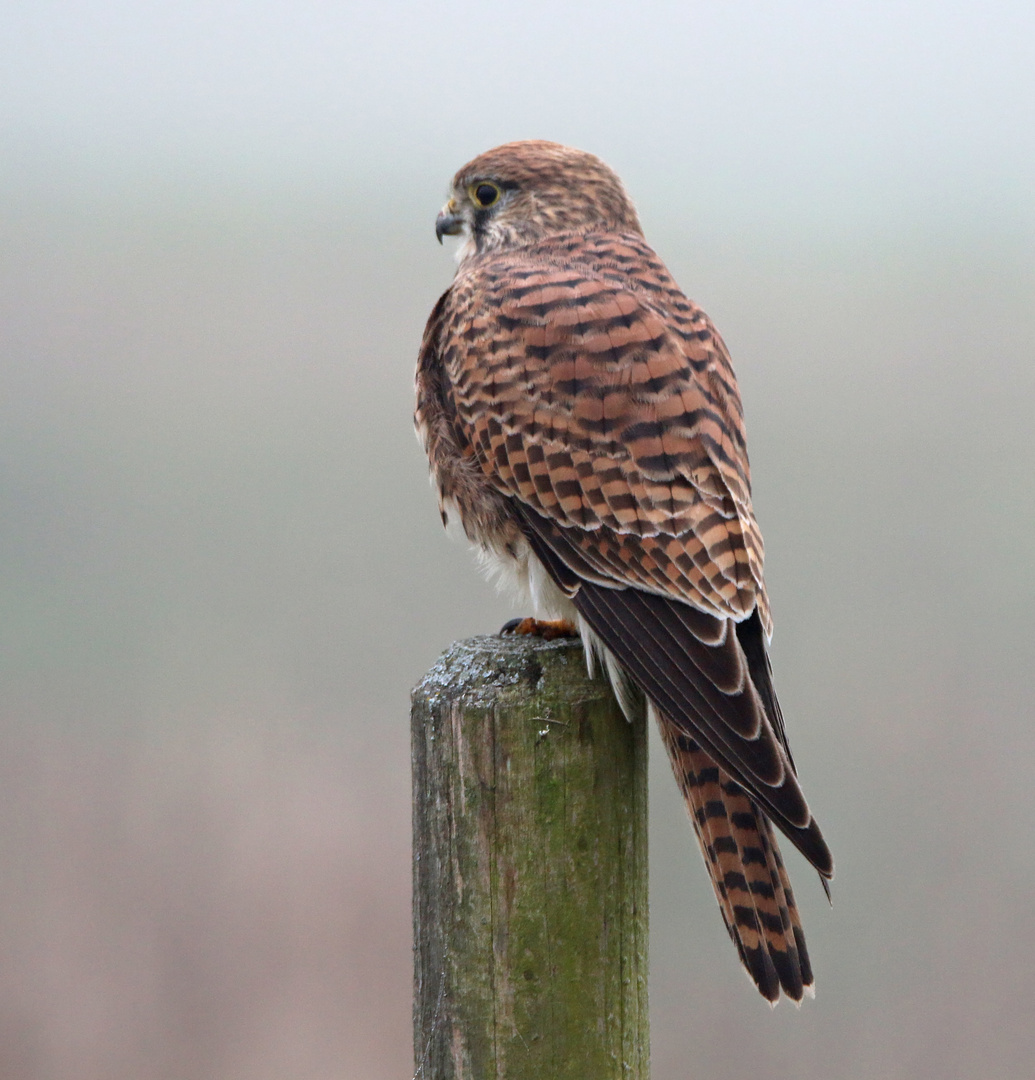 Nebelfalke