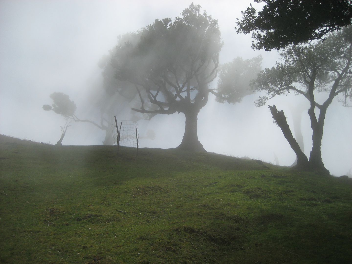 Nebelfegen auf Madeira