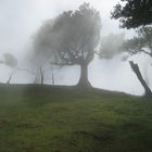 Nebelfegen auf Madeira