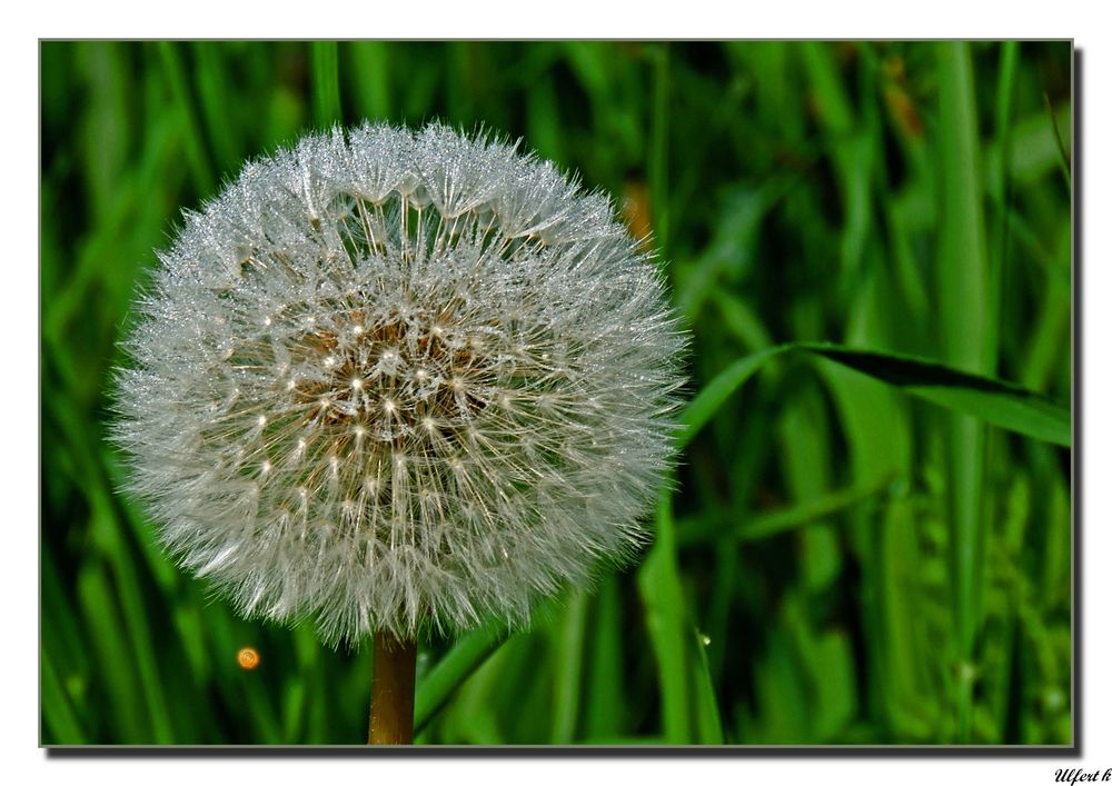 Nebelfeuchte Pusteblume .