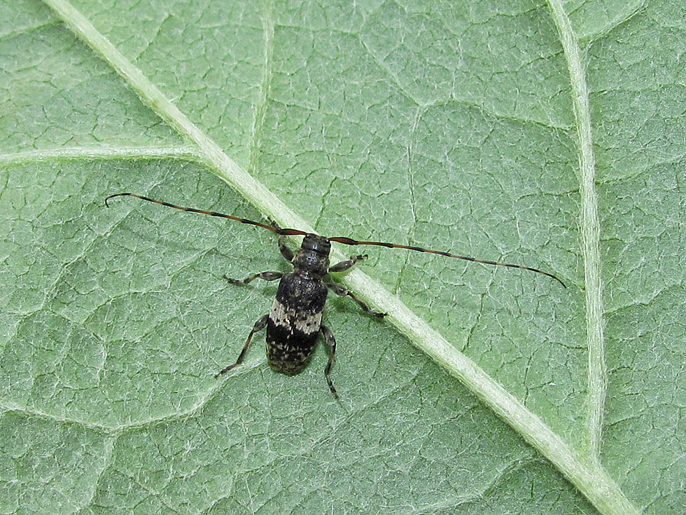 Nebelfleckbock