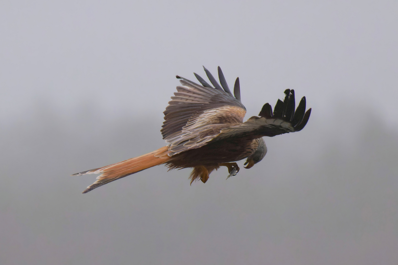 Nebelflieger - Rotmilan (Milvus milvus) mit Beute