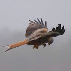 Nebelflieger - Rotmilan (Milvus milvus) mit Beute