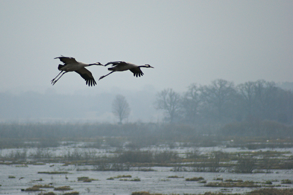 Nebelflug