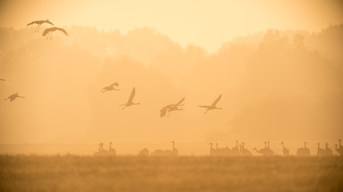 Nebelflug der Kraniche