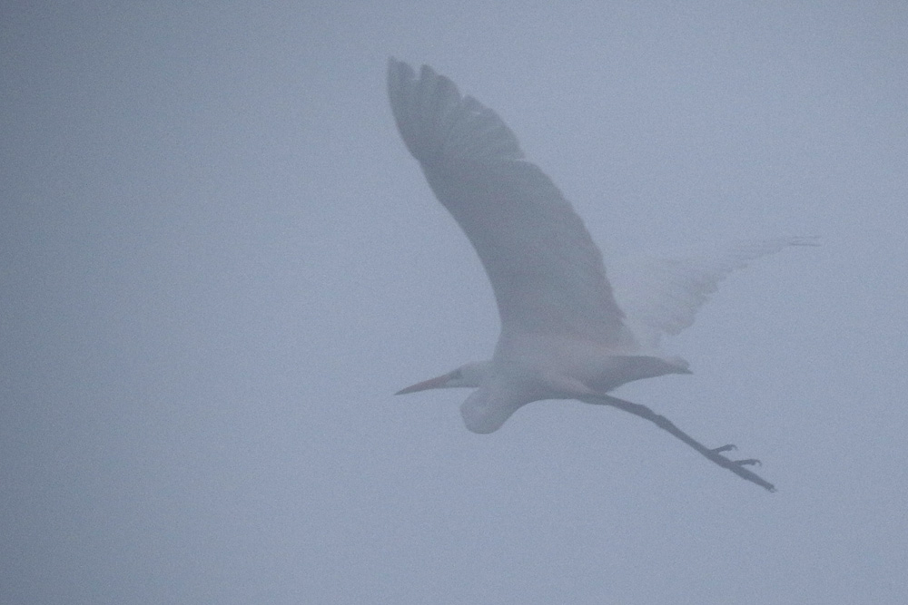 Nebelflug des Silberreihers