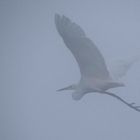 Nebelflug des Silberreihers