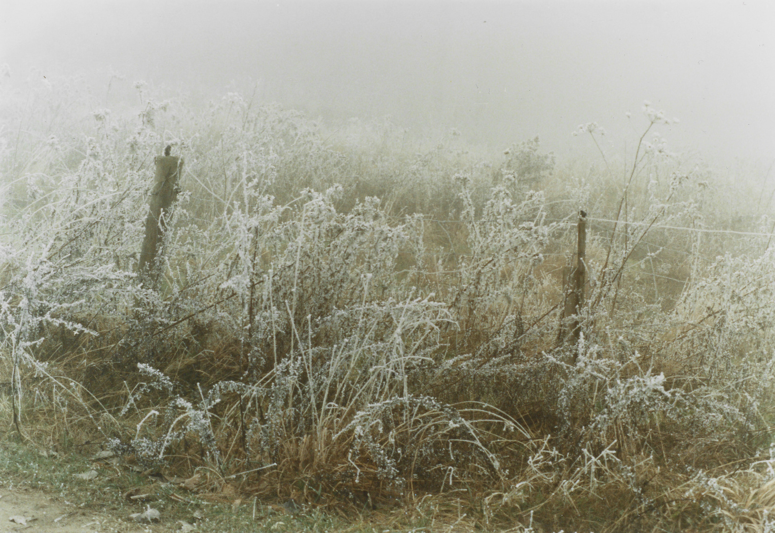 Nebelfrost - Frostnebel II
