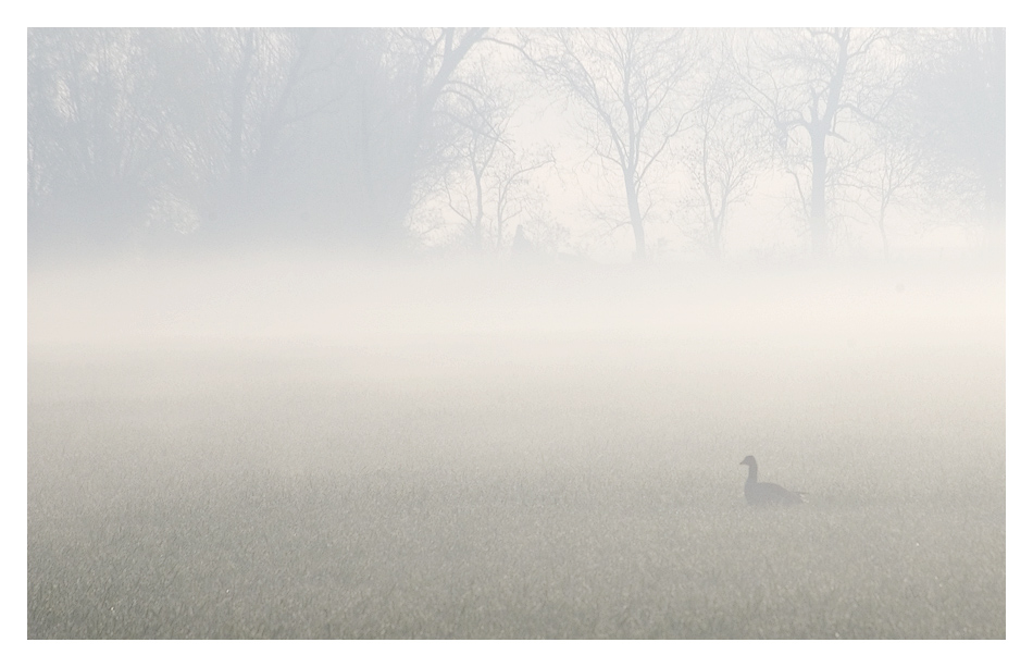 Nebelgans, Gans im Nebel, gan(s) viel Nebel?