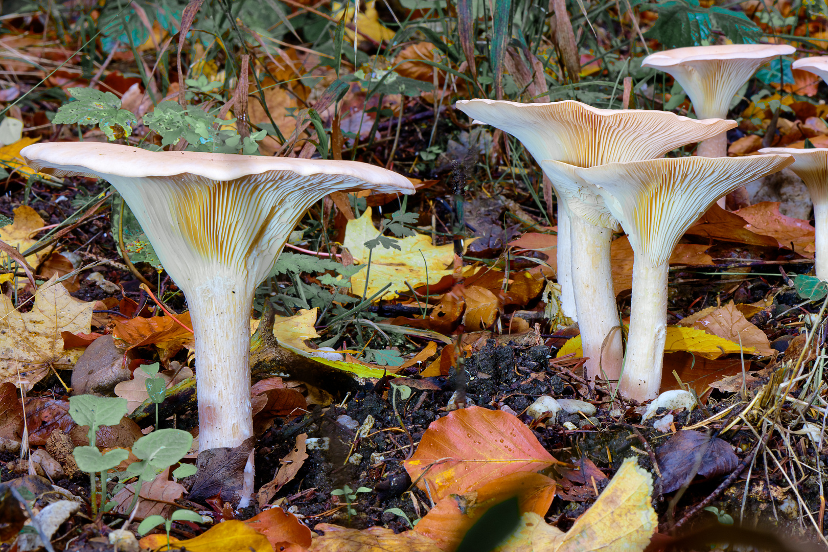 Nebelgraue Trichterlinge im Herbstwald