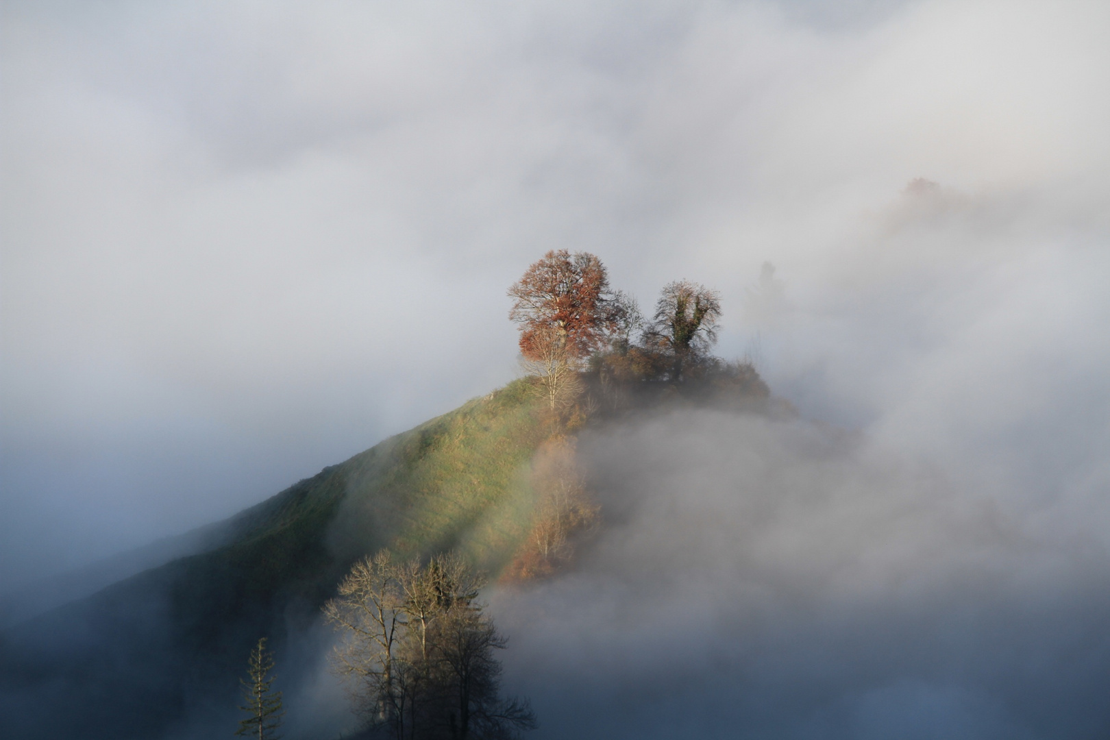 Nebelgrenze Baumwurzeln