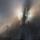 Nebelgrenze im Bergwald...