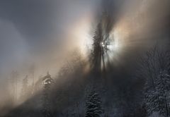 Nebelgrenze im Bergwald...