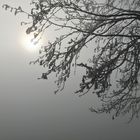 Nebelgrenze-Raureif
