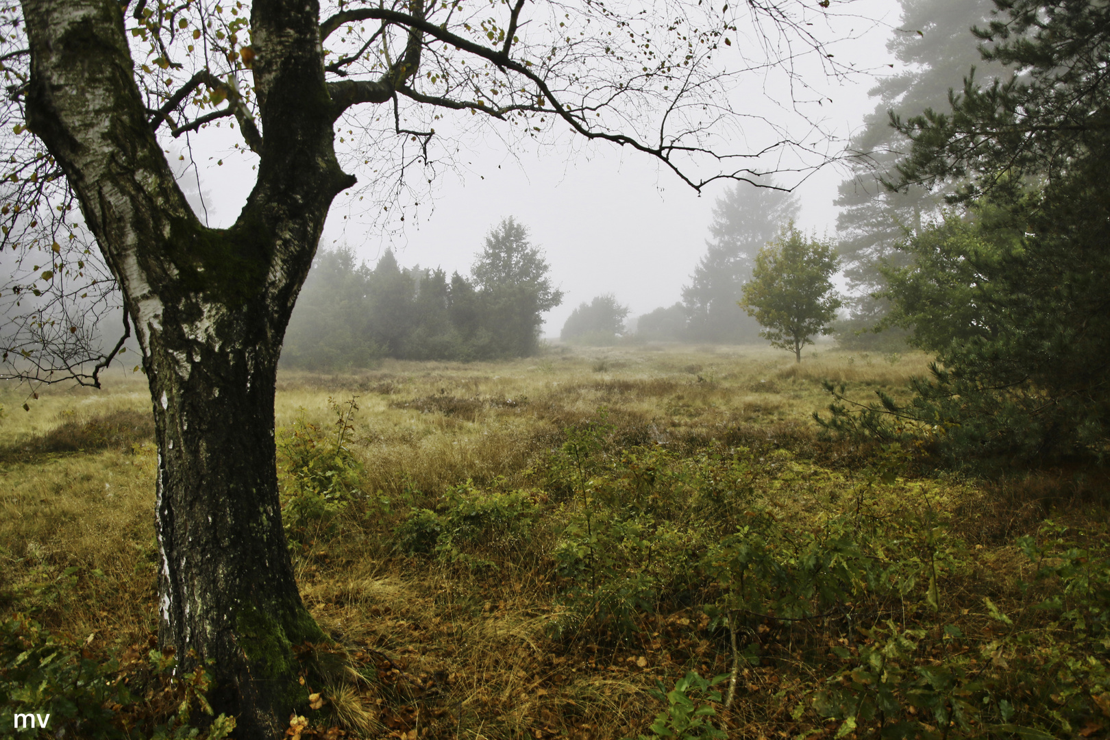 Nebelheide