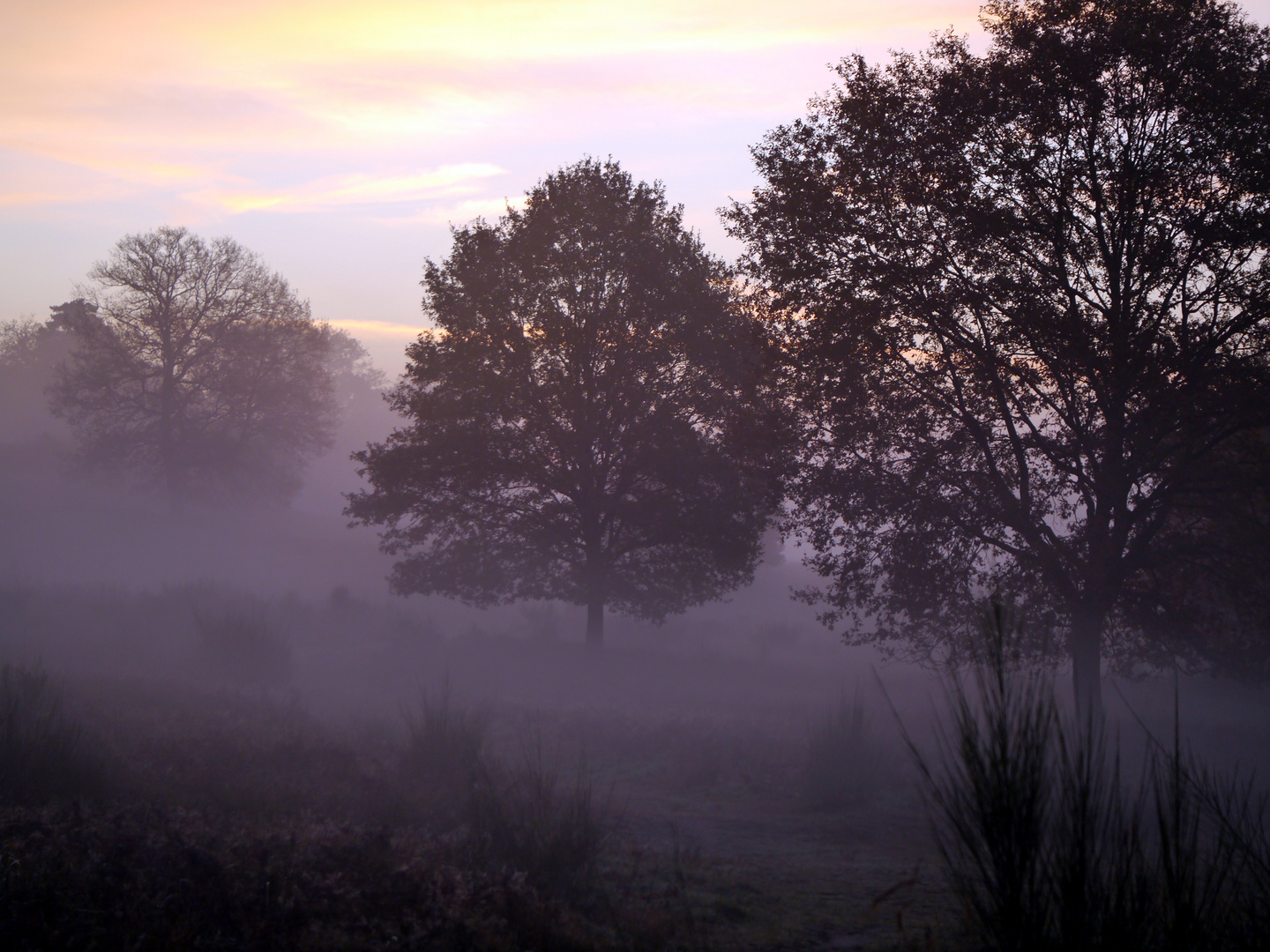 Nebelheide