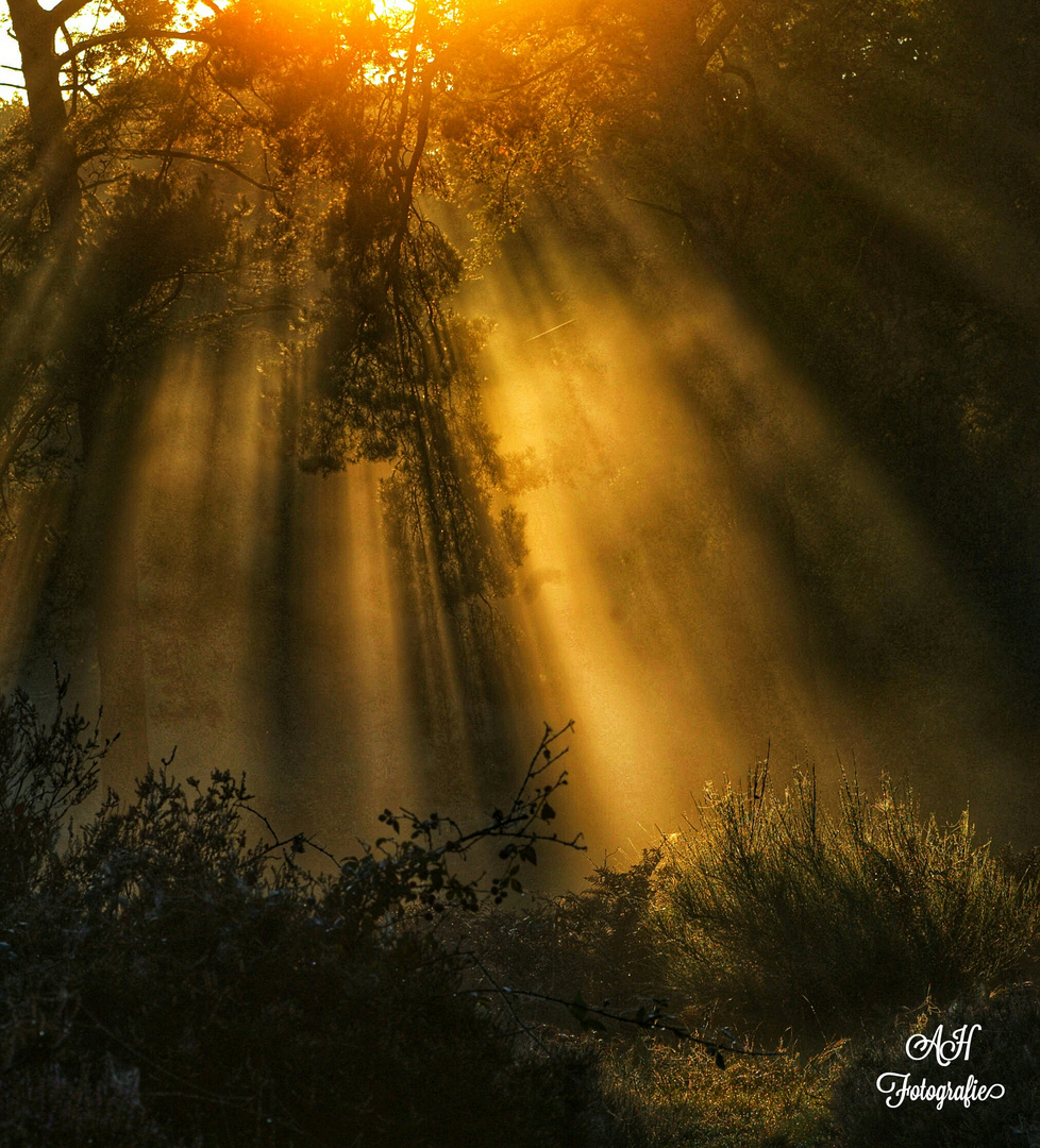 Nebel,Heide und Sonnenaufgang