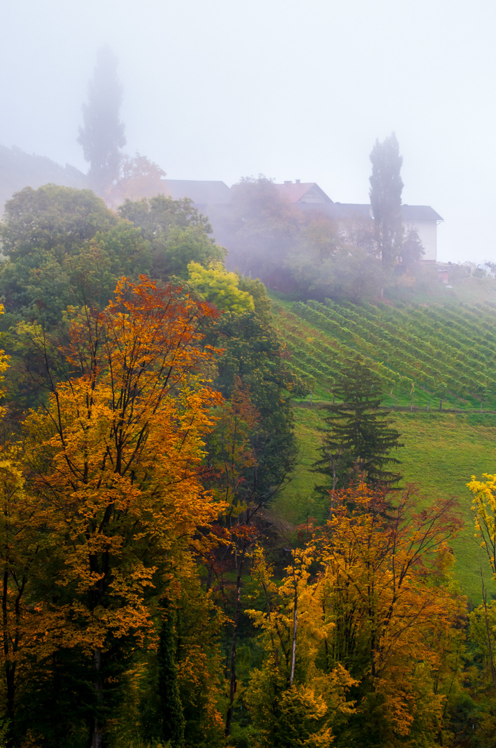 Nebelherbst im steirischen Weinland