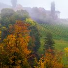 Nebelherbst im steirischen Weinland