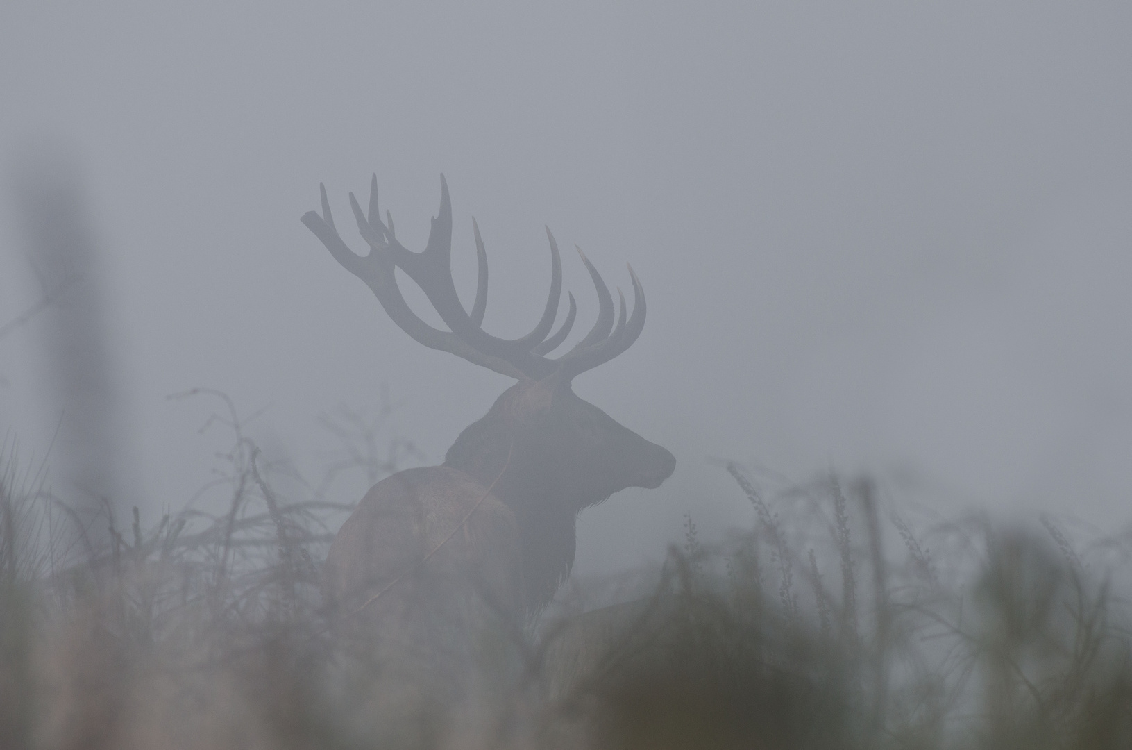 Nebelhirsch zur Brunftzeit