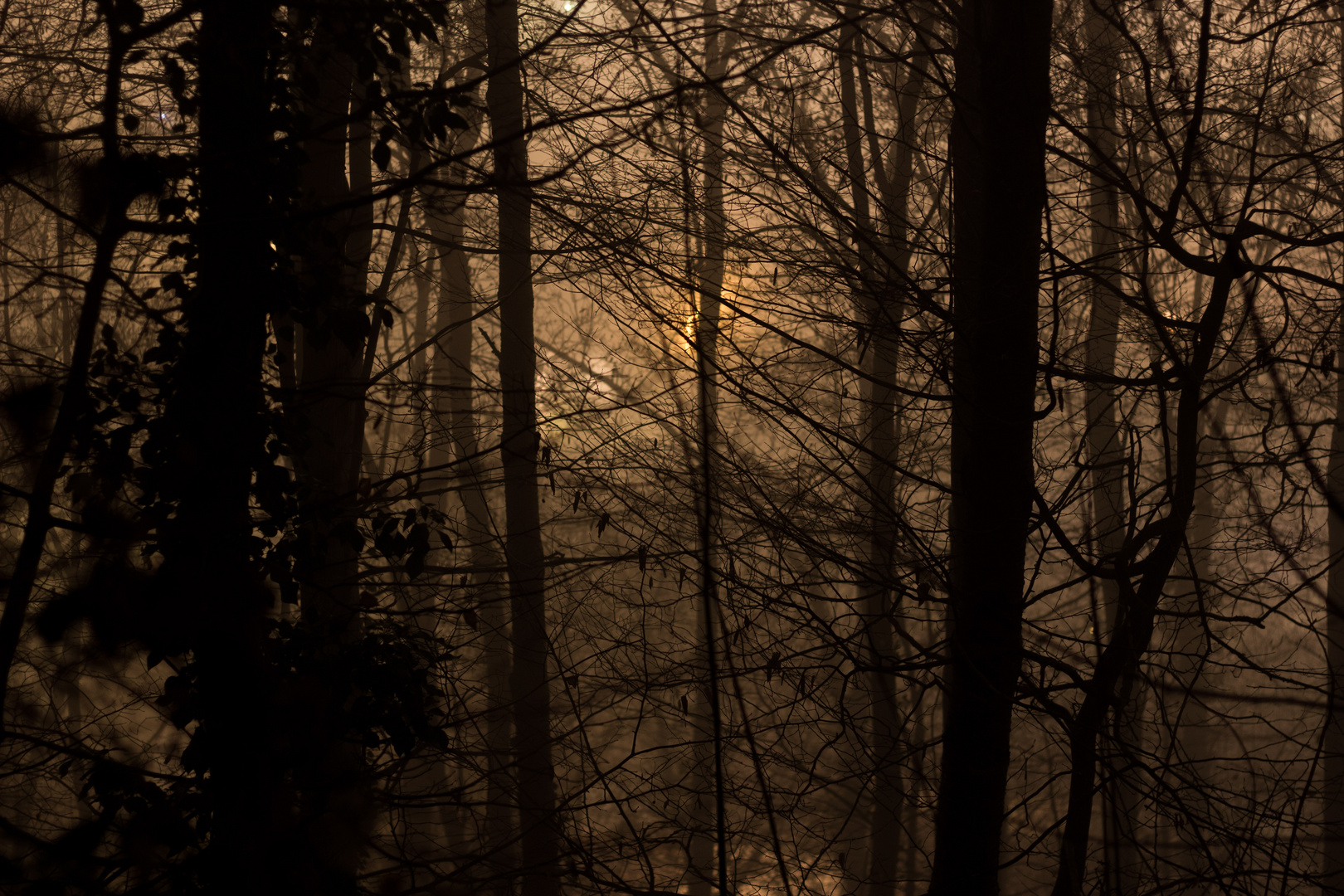 Nebelige Bäume bei Nacht