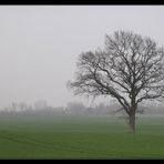 Nebelige Herbststimmung