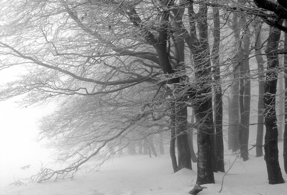 nebeliger frost am waldesrand