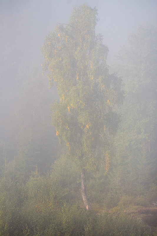 Nebeliger Frühherbst