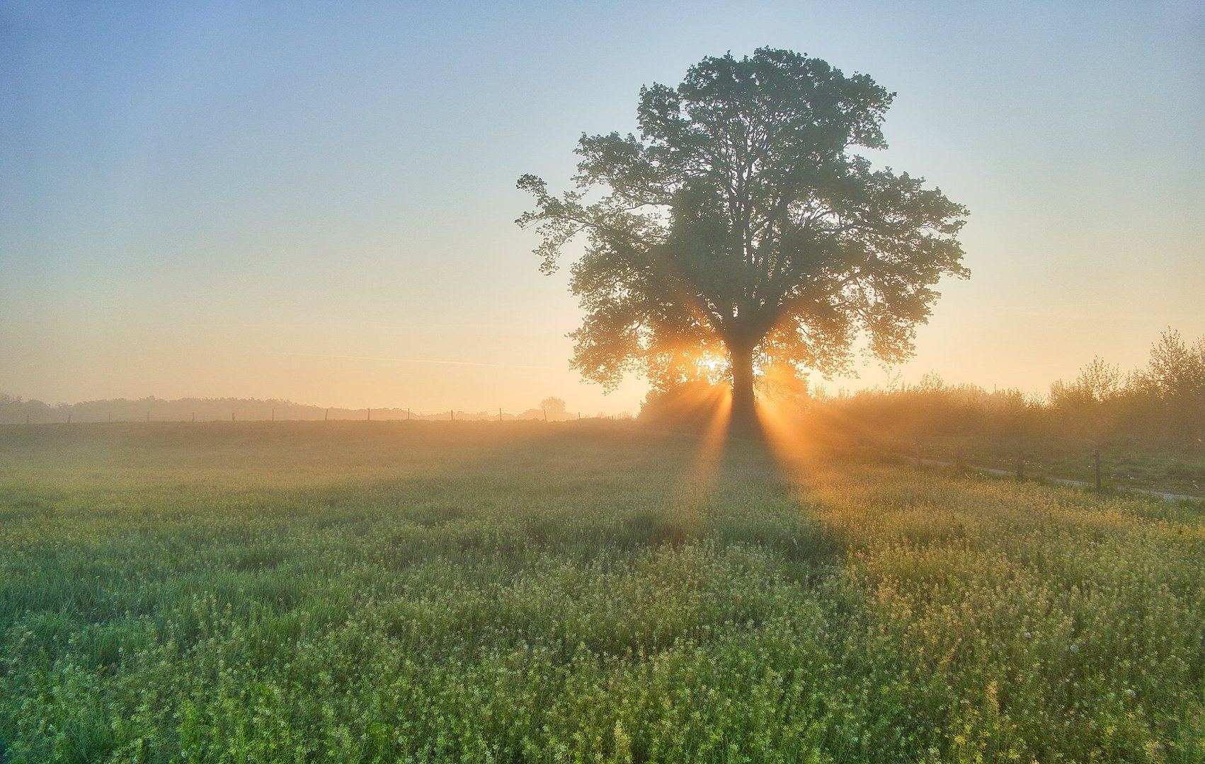 Nebeliger Frühlingsmorgen 