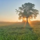 Nebeliger Frühlingsmorgen 