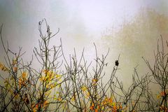Nebeliger Herbstmorgen