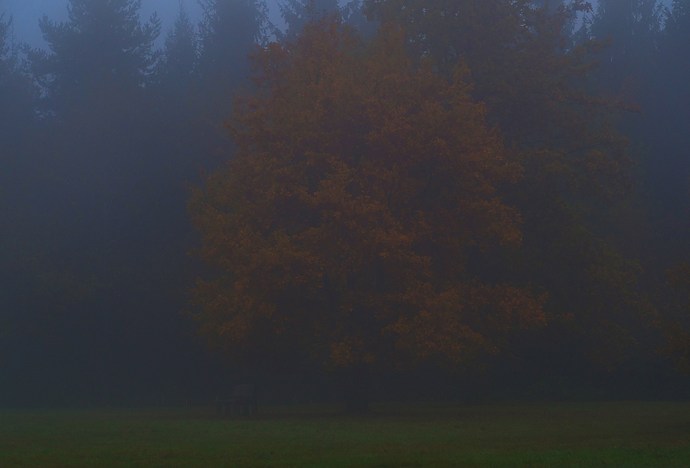 Nebeliger Herbstmorgen