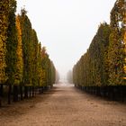 Nebeliger Herbstmorgen im Schlosspark von Schönbrunn