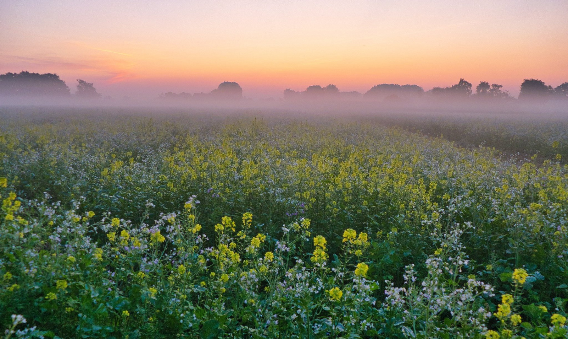 Nebeliger Sonnenaufgang am Senf-Feld