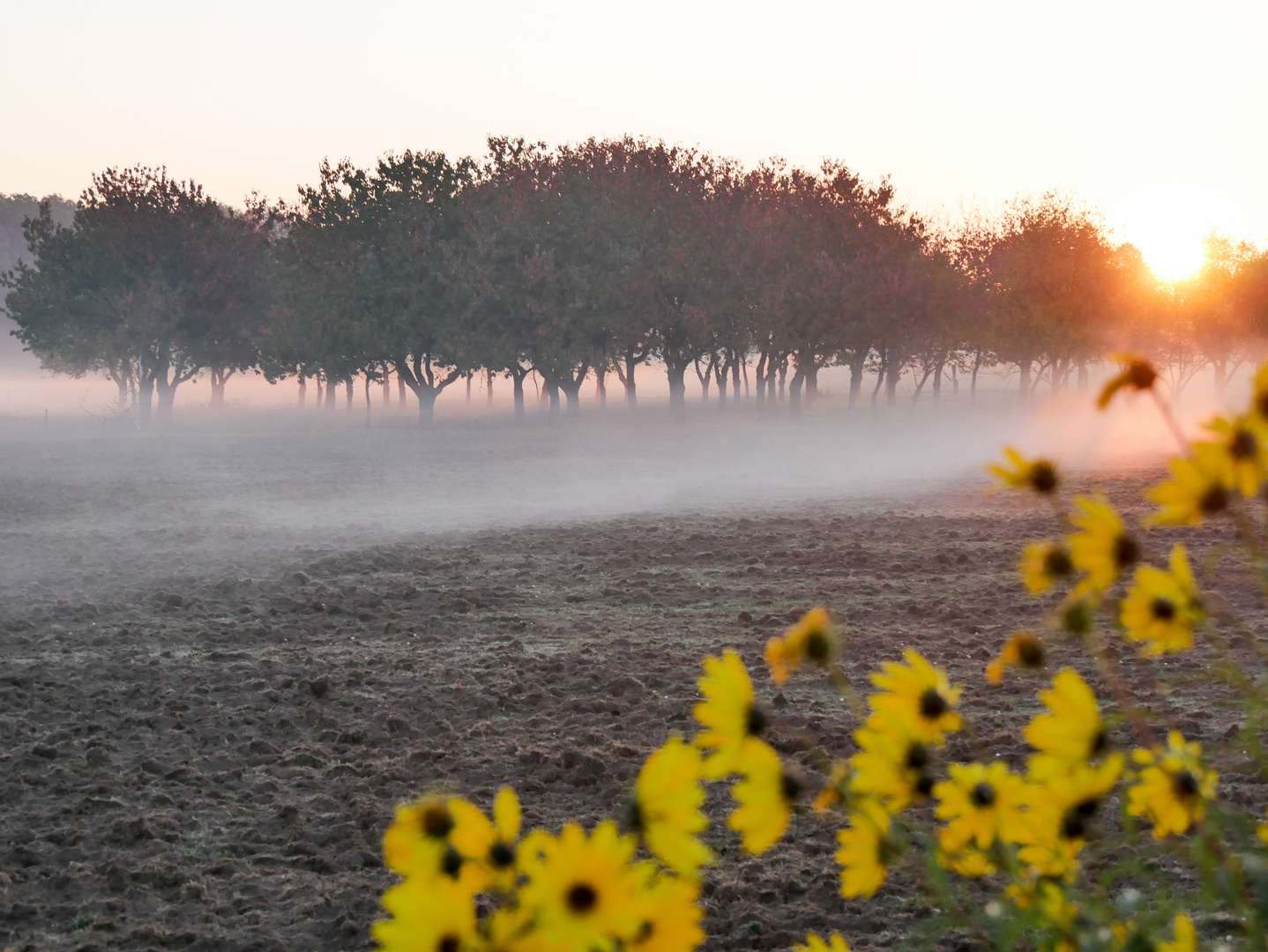 Nebeliger Sonnenaufgang im Oktober