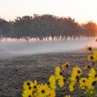 Nebeliger Sonnenaufgang im Oktober