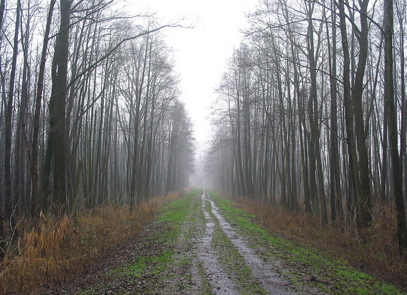 Nebeliger Weg am See 2