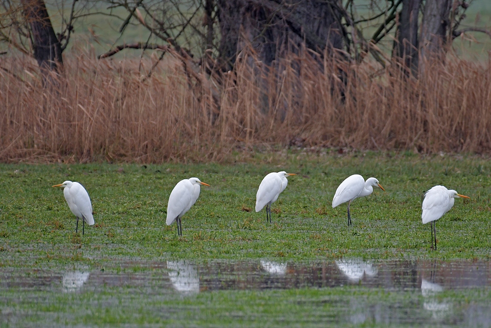 Nebeliges Regenwurm – Fressen für Silberreiher, Störche und Graureiher 02