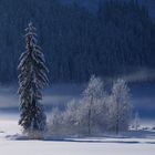 Nebelimpressionen beim Gosauer Fischteich (1)